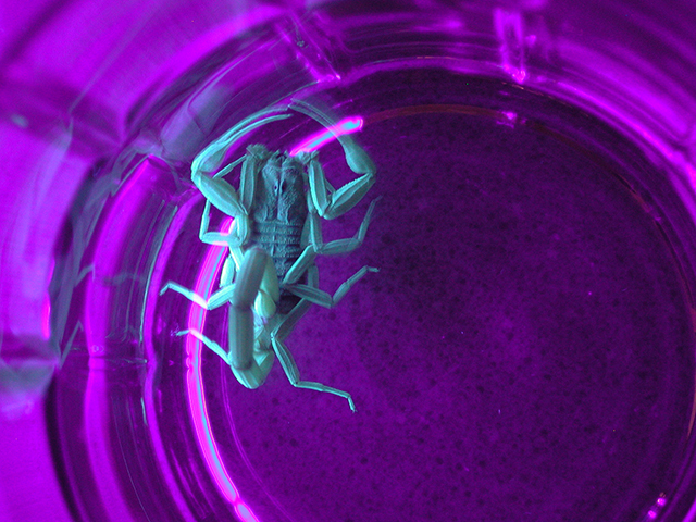 Scorpions can be hunted with a black light